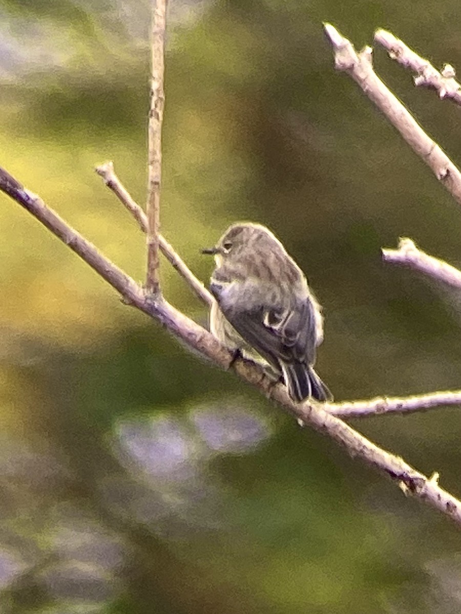 Yellow-rumped Warbler (Audubon's) - ML624123782