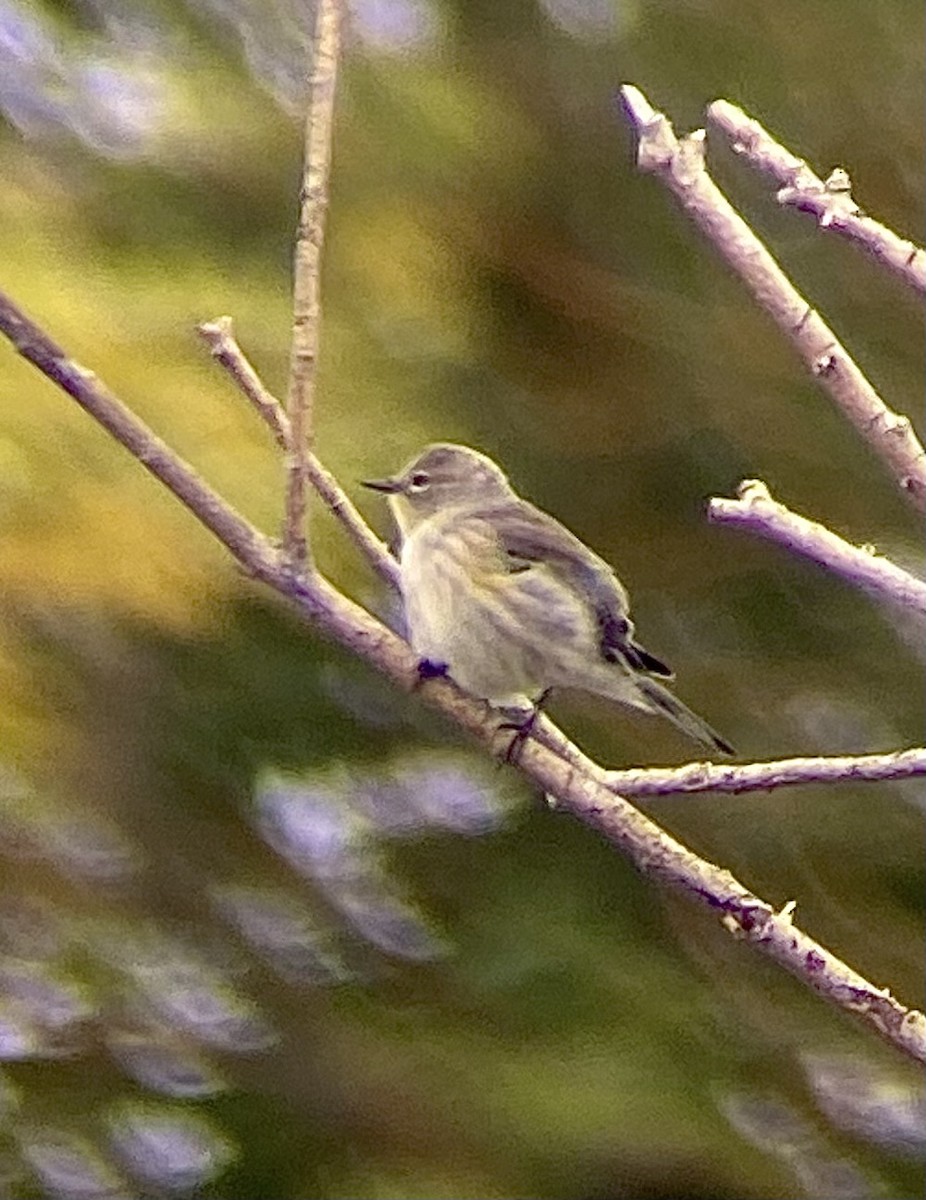 Yellow-rumped Warbler (Audubon's) - ML624123783