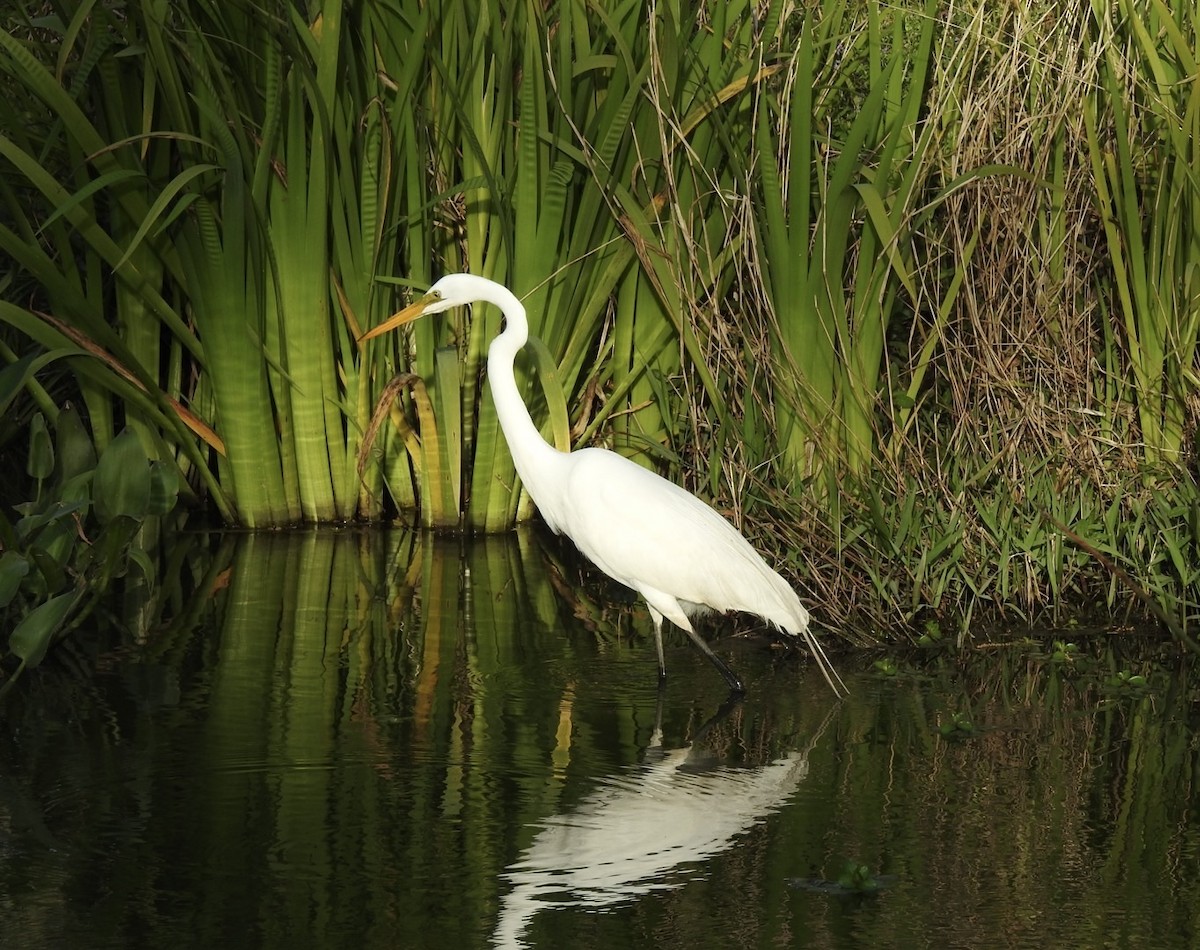 volavka bílá (ssp. egretta) - ML624123805