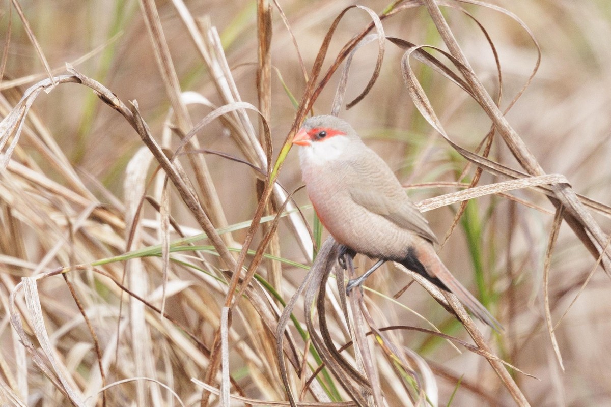 Common Waxbill - ML624123824