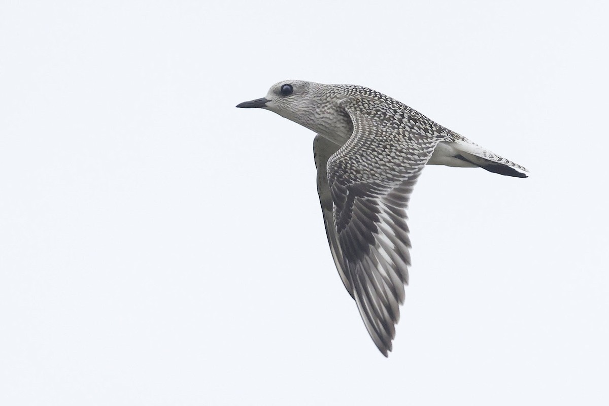 Black-bellied Plover - Brian Morin