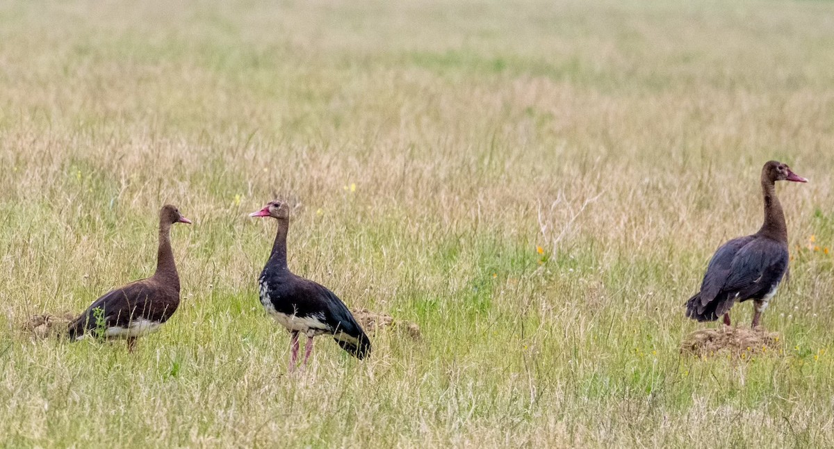 Spur-winged Goose - Charlotte Pavelka & Doug Reitz