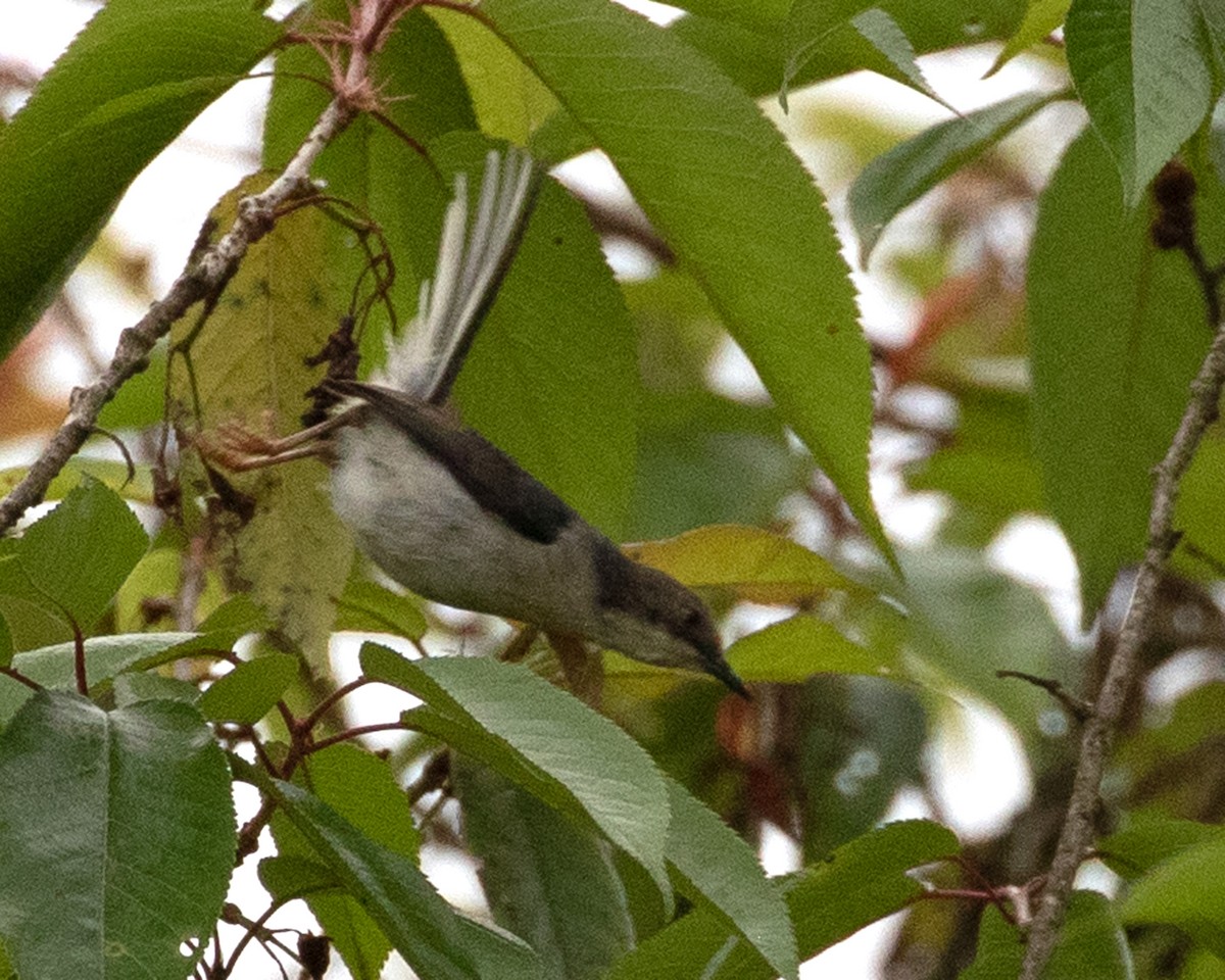 Gray Apalis - ML624123862