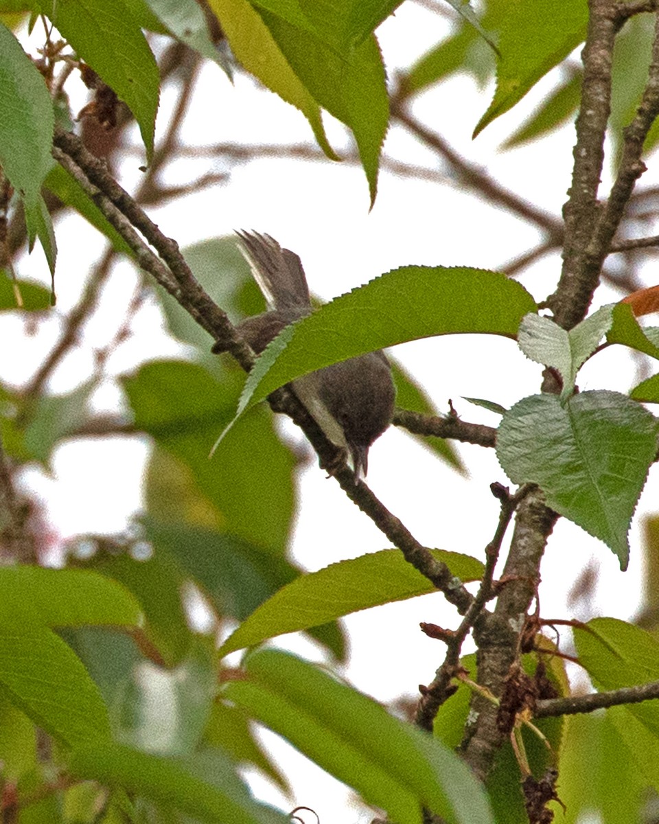 Gray Apalis - ML624123863