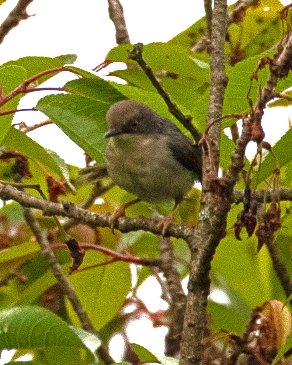 Gray Apalis - ML624123864