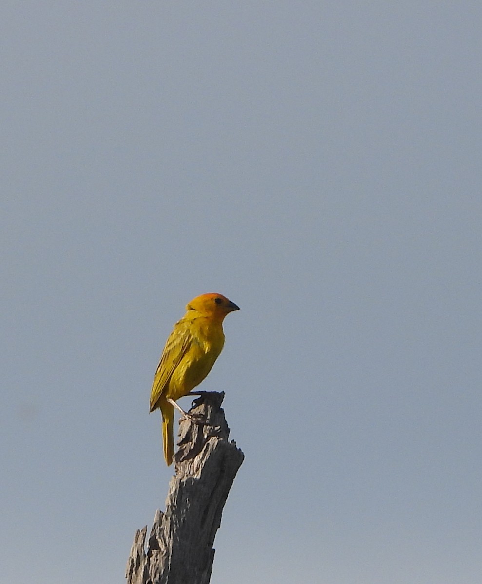 Saffron Finch - ML624123890