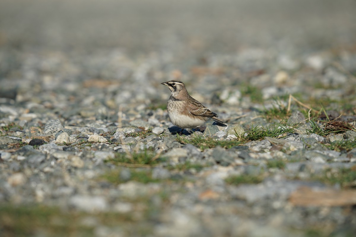 Horned Lark - ML624123917