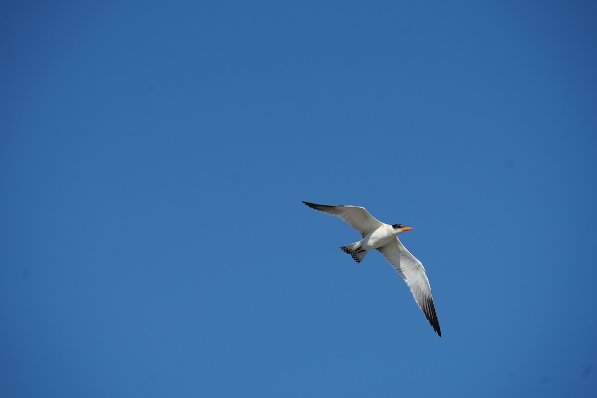 Caspian Tern - Mark Swanson