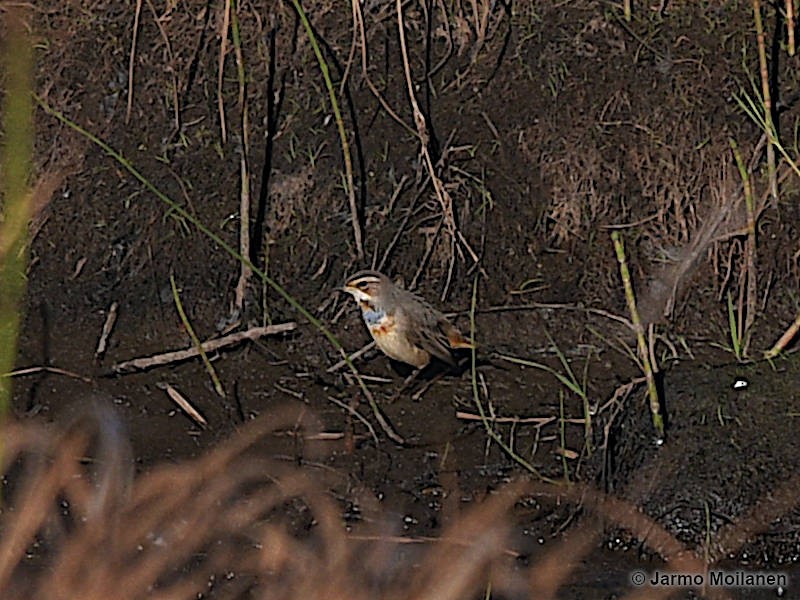 Blaukehlchen (Rotsterniges) - ML624123961