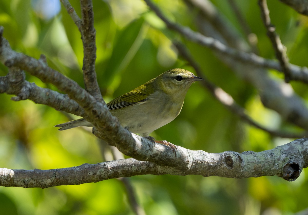 Tennessee Warbler - ML624123964