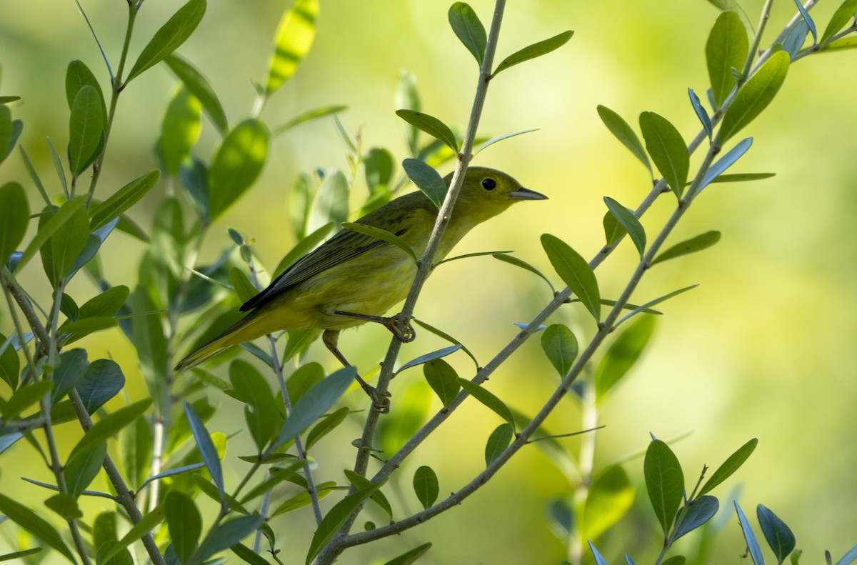 Yellow Warbler (Northern) - ML624123976