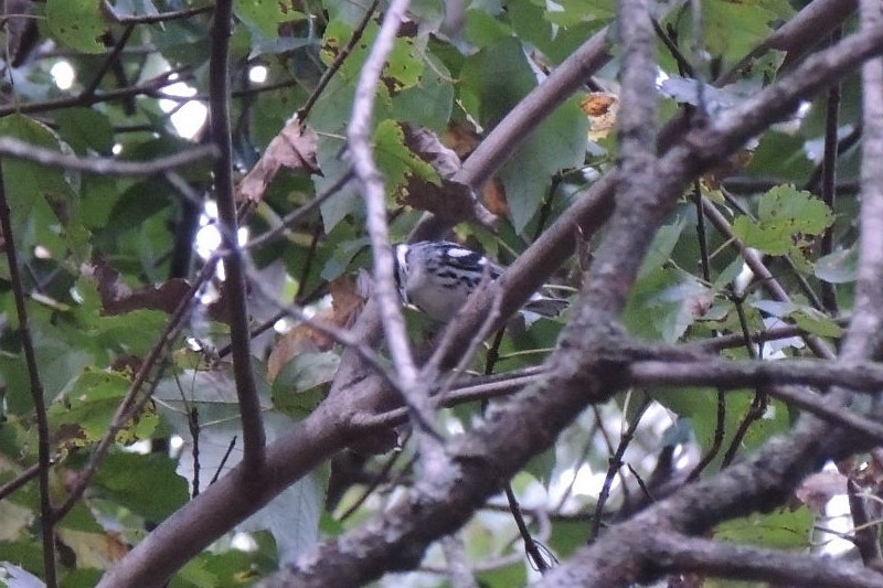 Blackpoll Warbler - ML624123987