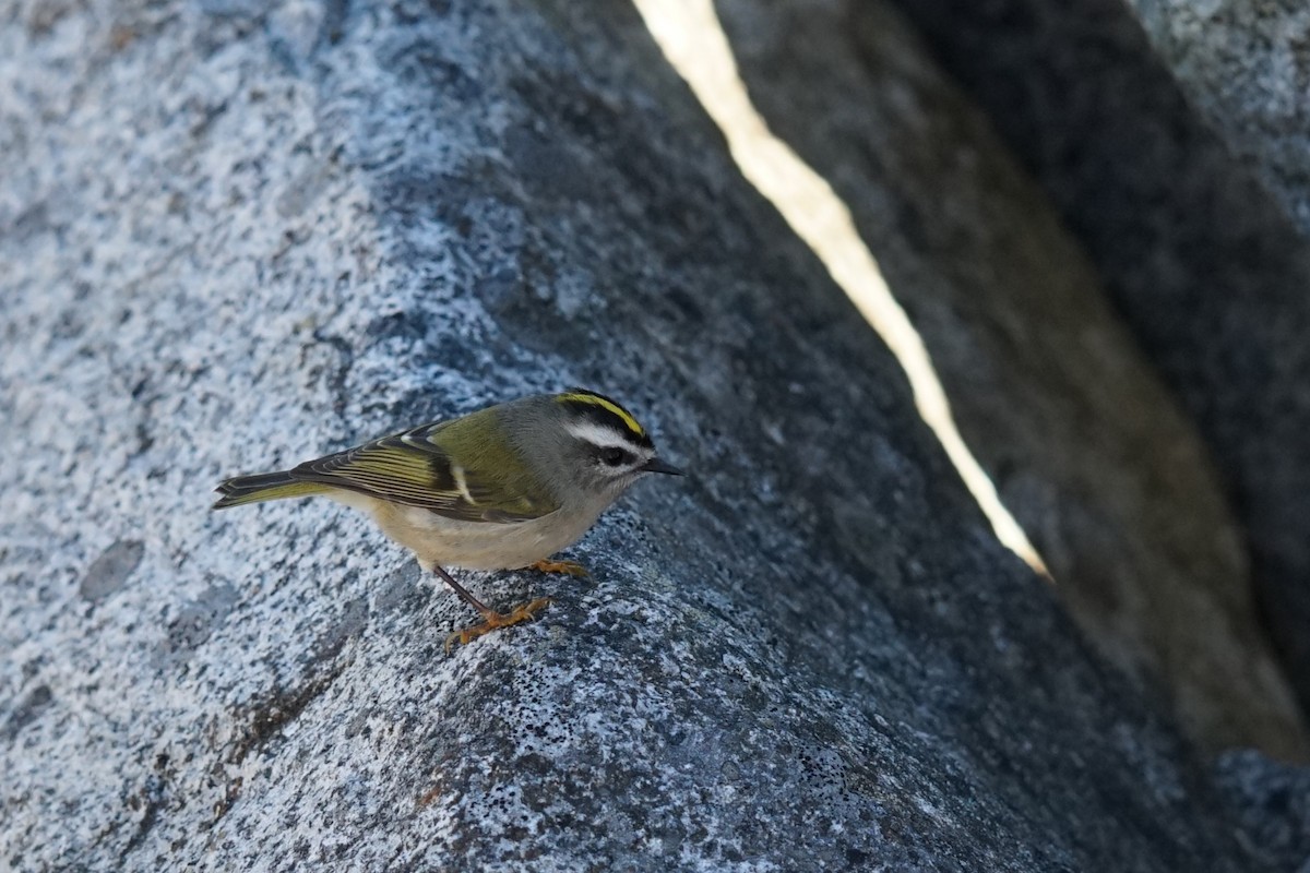 Golden-crowned Kinglet - ML624123990