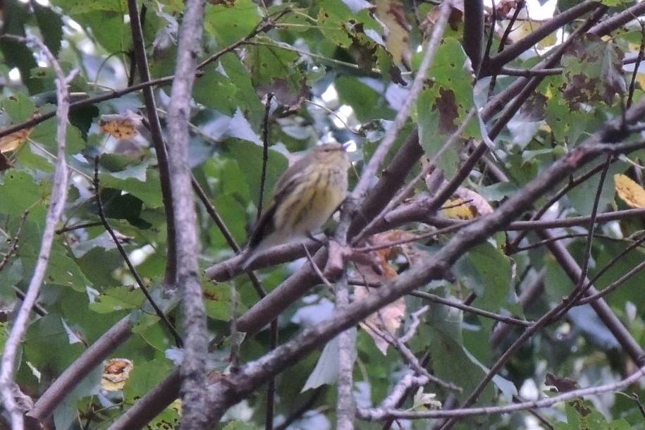 Cape May Warbler - ML624123994