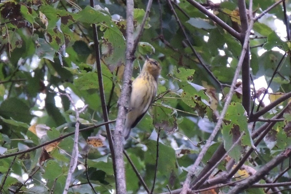 Cape May Warbler - ML624123995