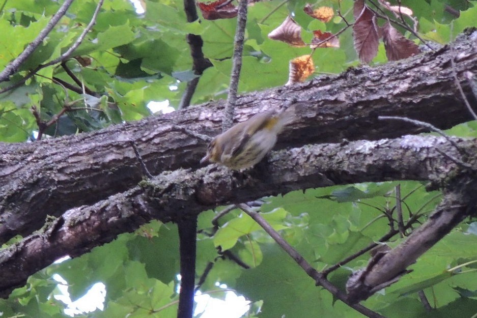 Cape May Warbler - ML624123996