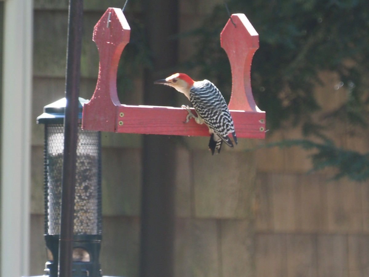 Red-bellied Woodpecker - ML624124028