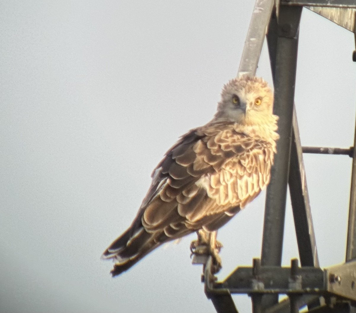 Short-toed Snake-Eagle - ML624124029