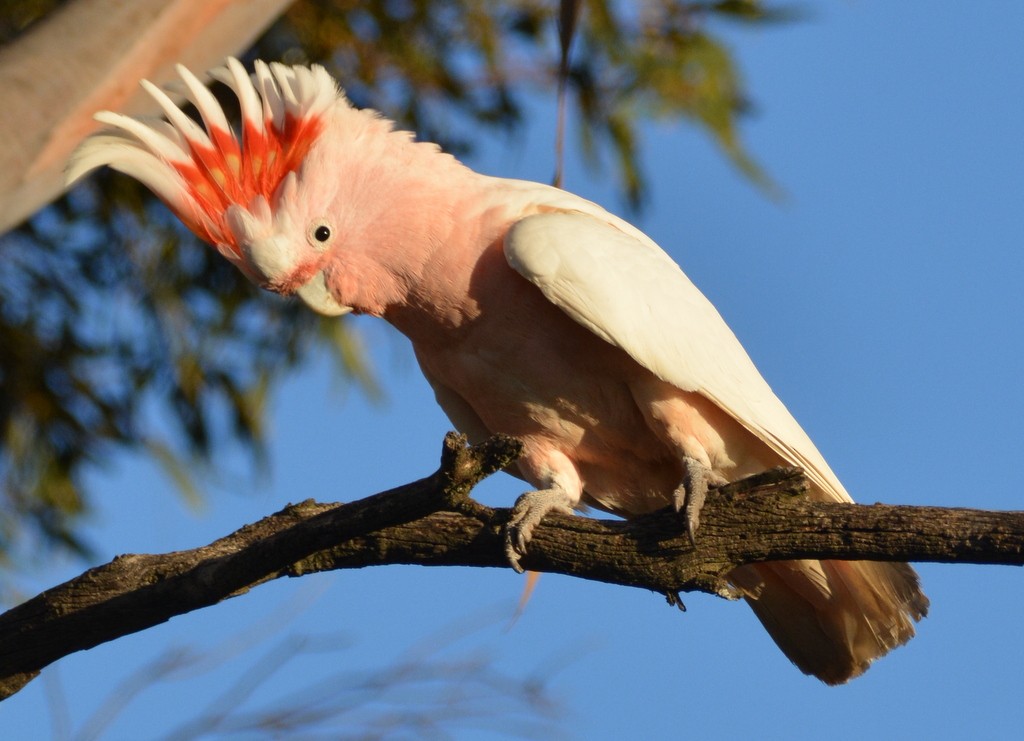 Pink Cockatoo - ML624124037