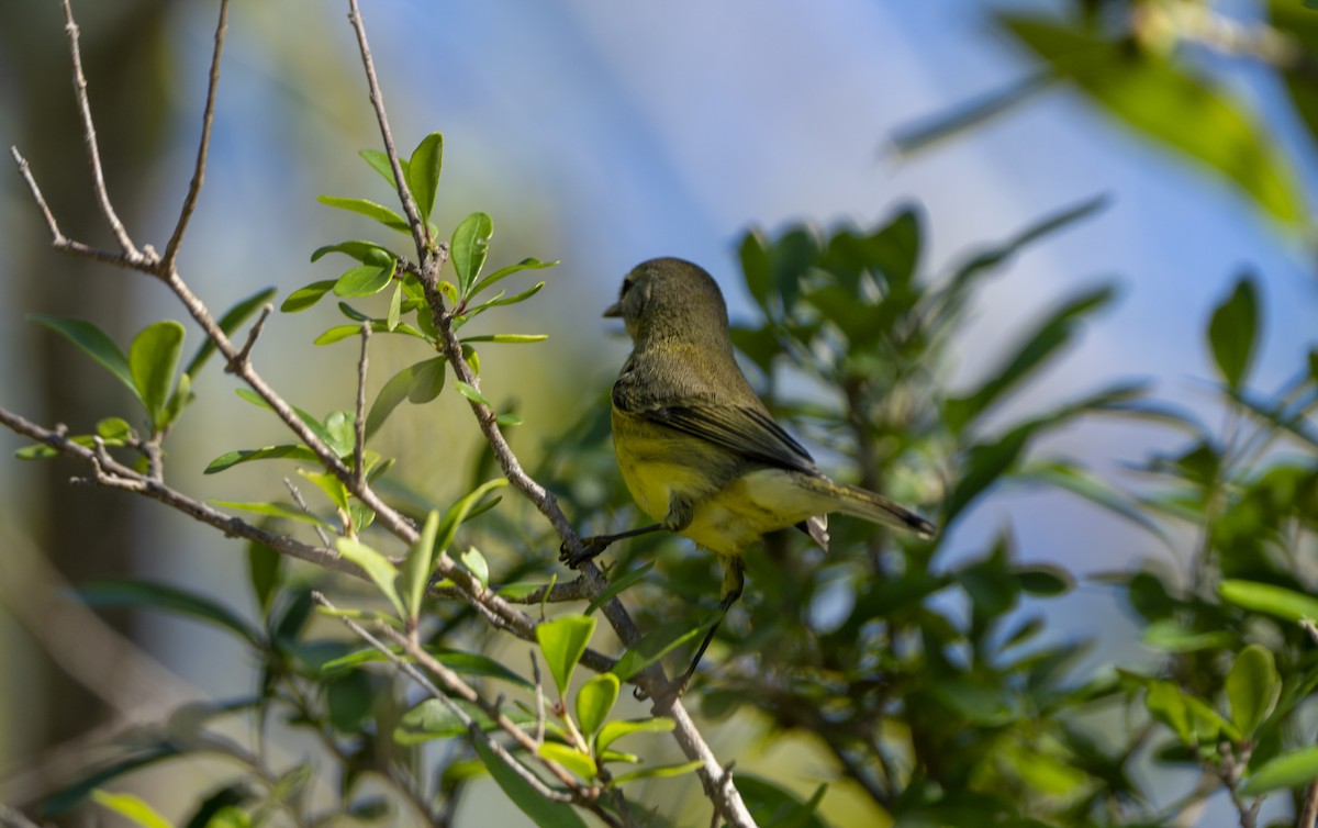 Prairie Warbler - ML624124055