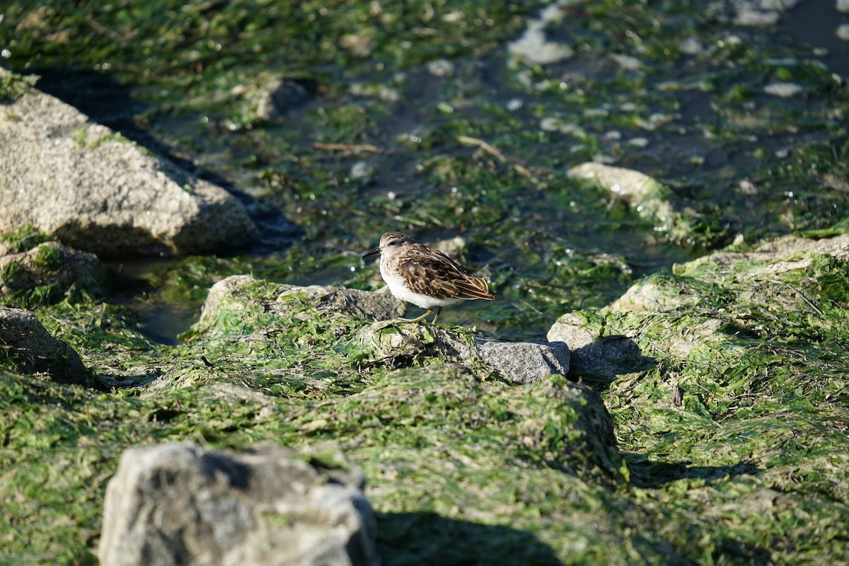 Least Sandpiper - ML624124068