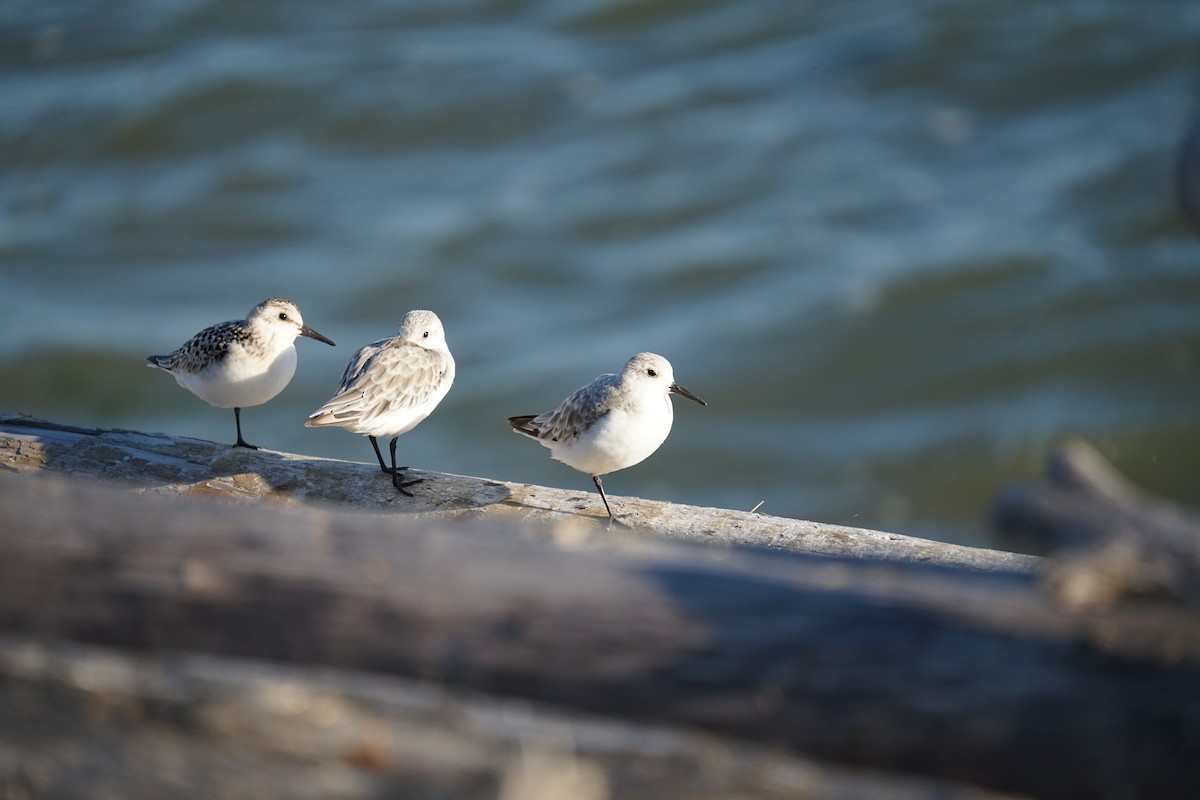 Sanderling - ML624124081