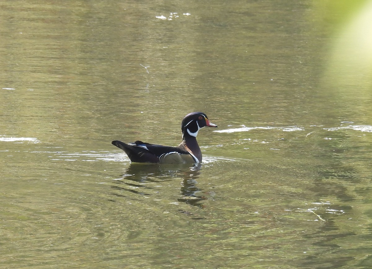 Wood Duck - Claire Bélanger