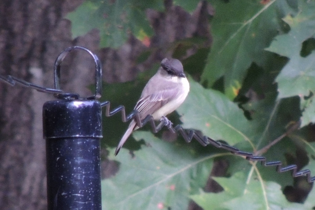 Eastern Phoebe - ML624124104