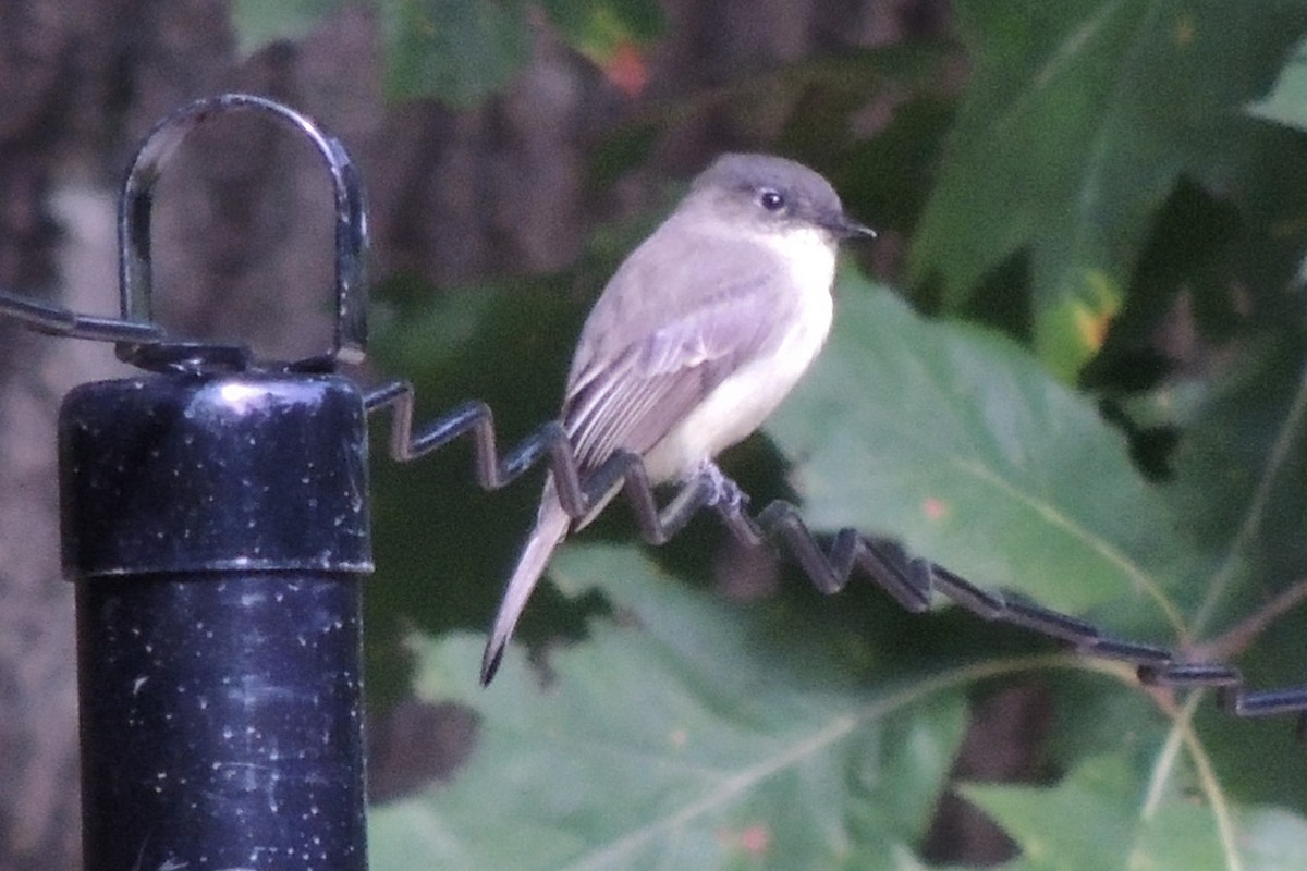 Eastern Phoebe - ML624124105