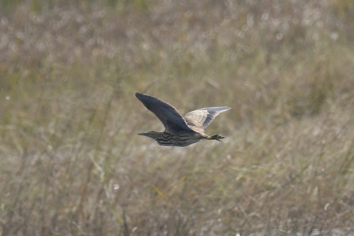 American Bittern - ML624124107