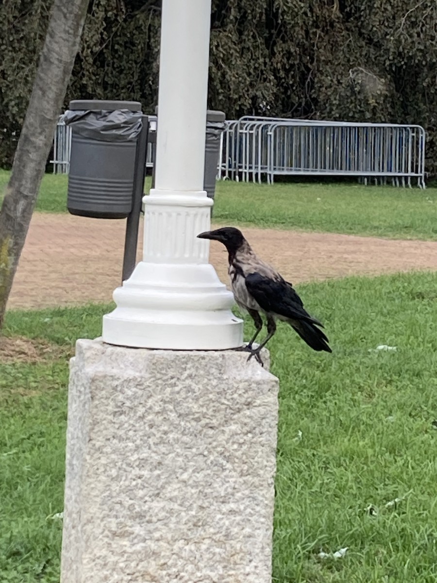 Hooded Crow - ML624124108