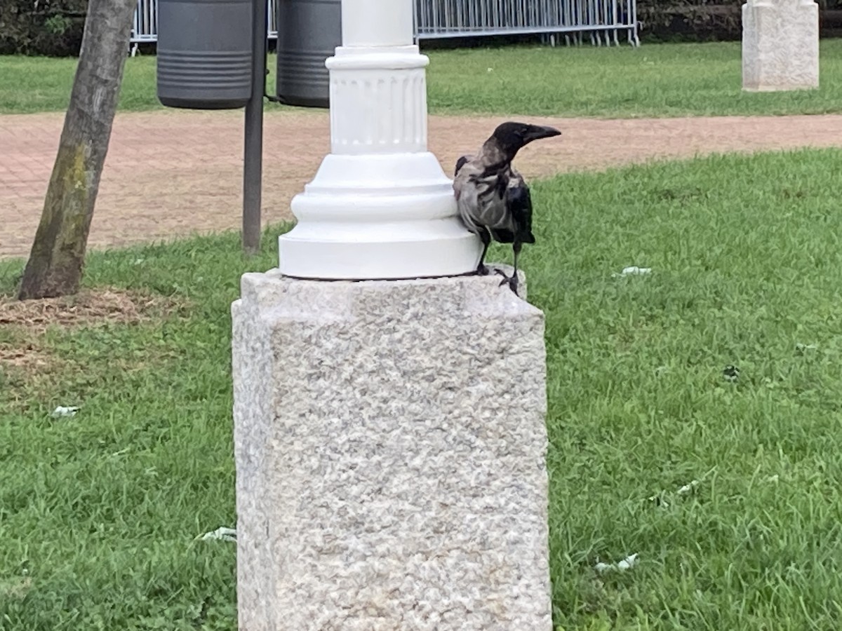 Hooded Crow - ML624124109