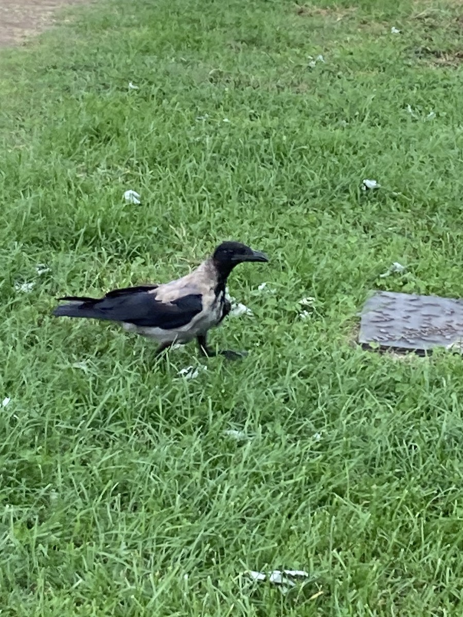 Hooded Crow - ML624124110