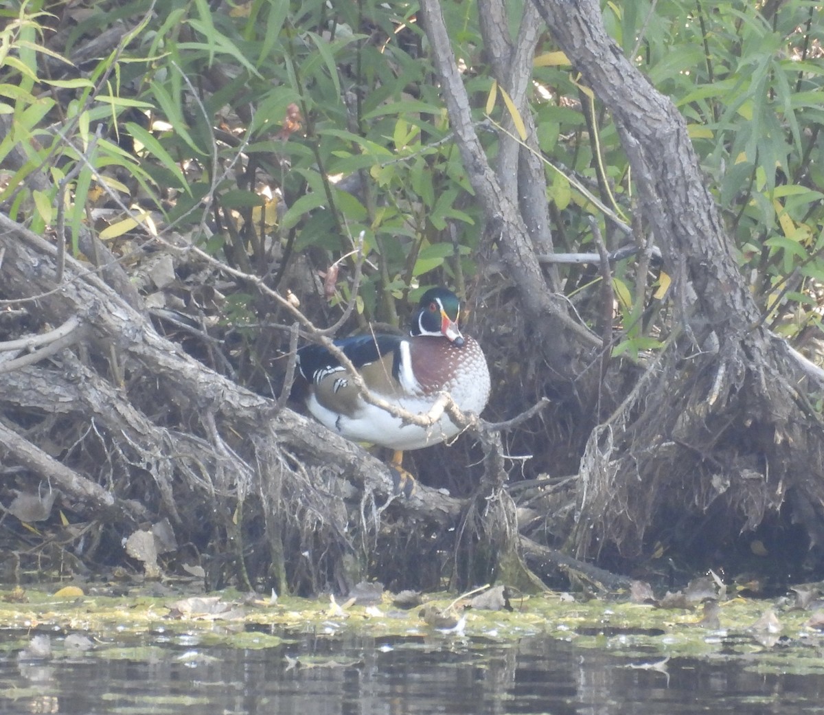 Wood Duck - Claire Bélanger