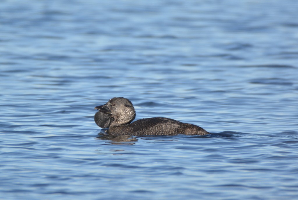 Musk Duck - ML624124150