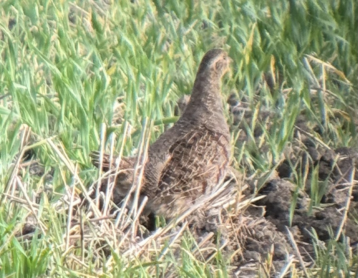 Gray Partridge - ML624124169