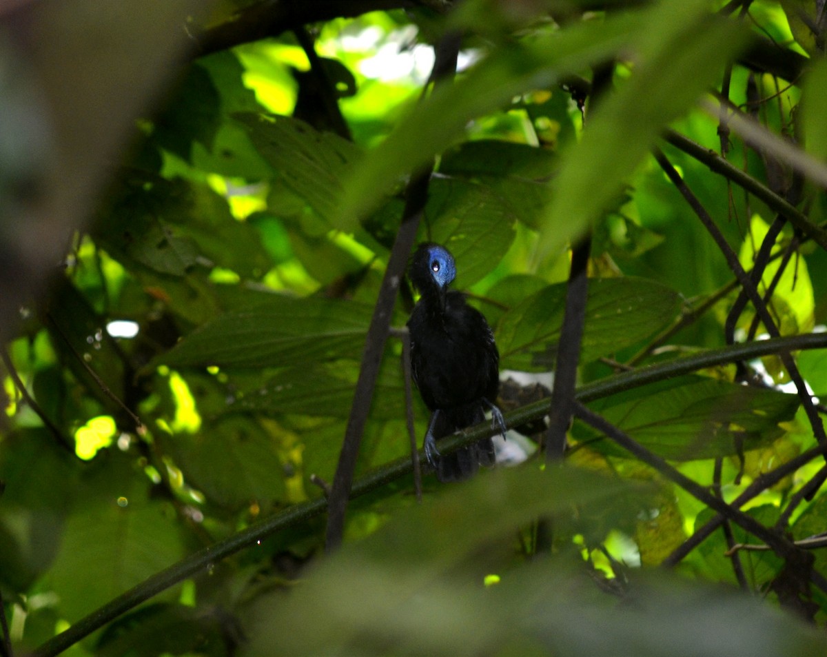 Bare-crowned Antbird - ML624124174