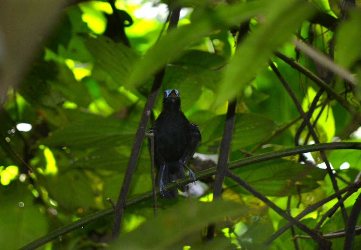 Bare-crowned Antbird - Edgar González
