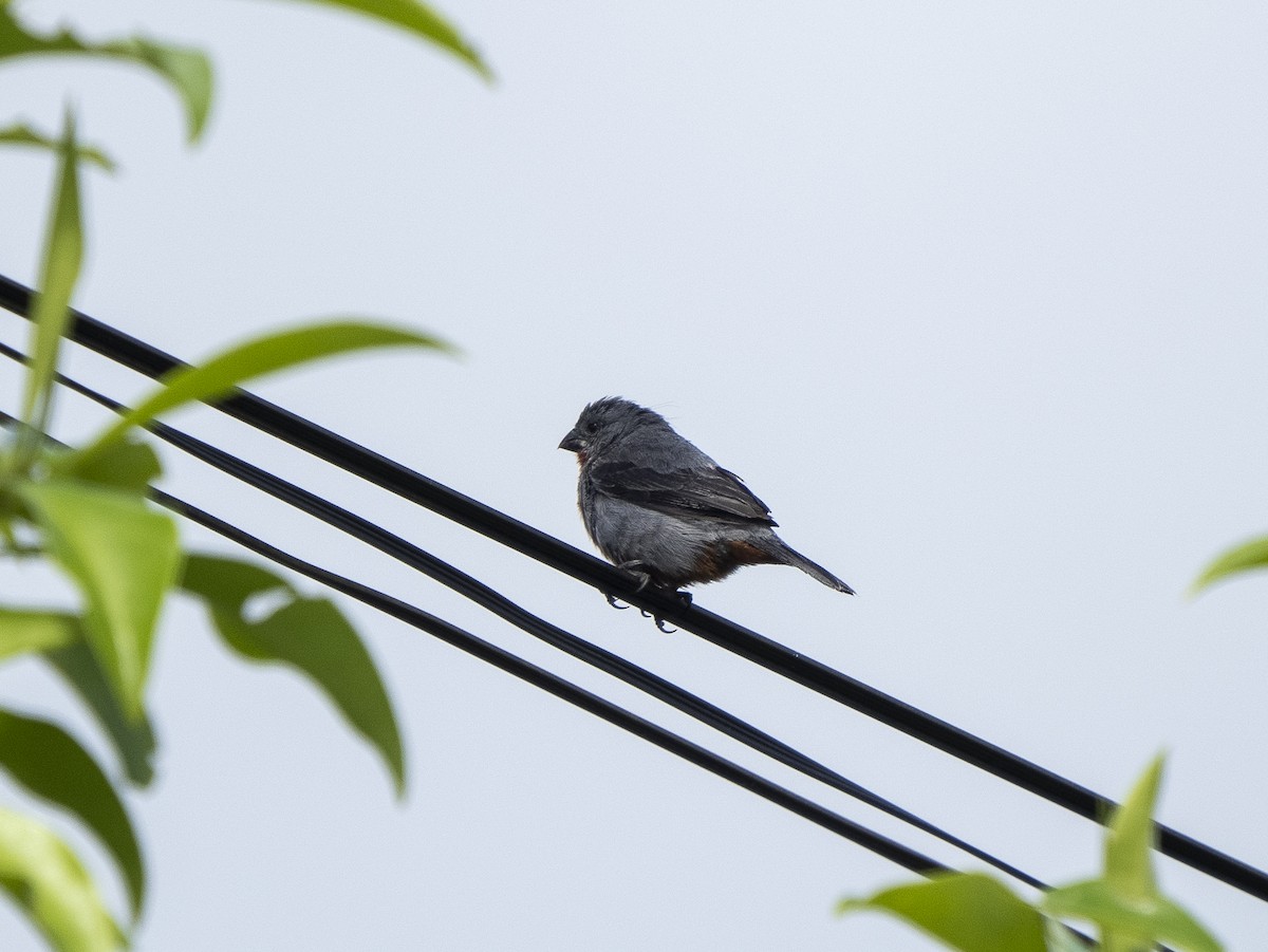 Chestnut-bellied Seedeater - ML624124177