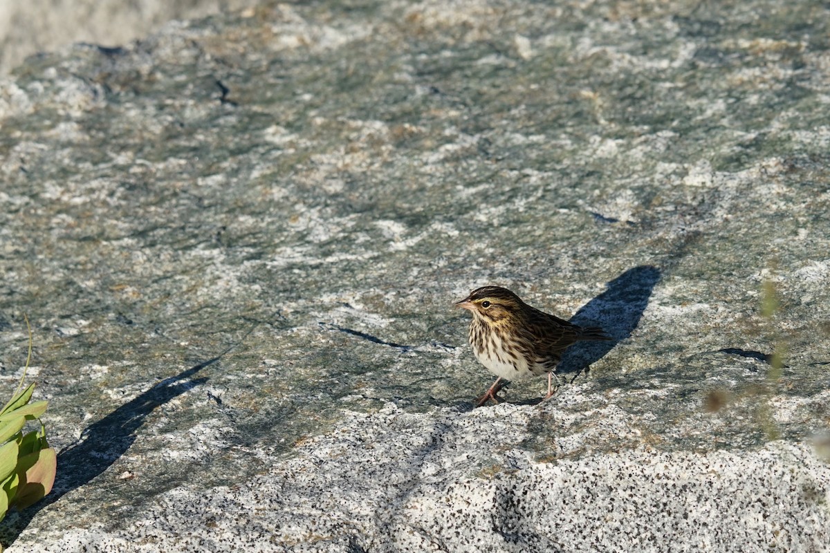 Savannah Sparrow - ML624124193