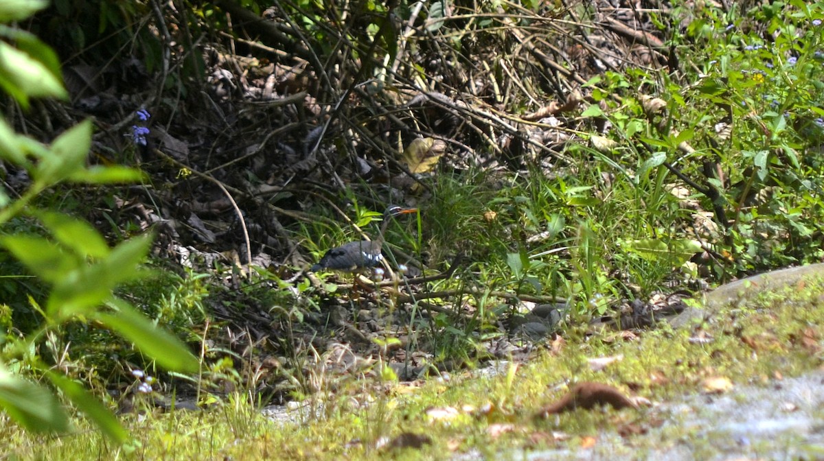Sunbittern - ML624124211