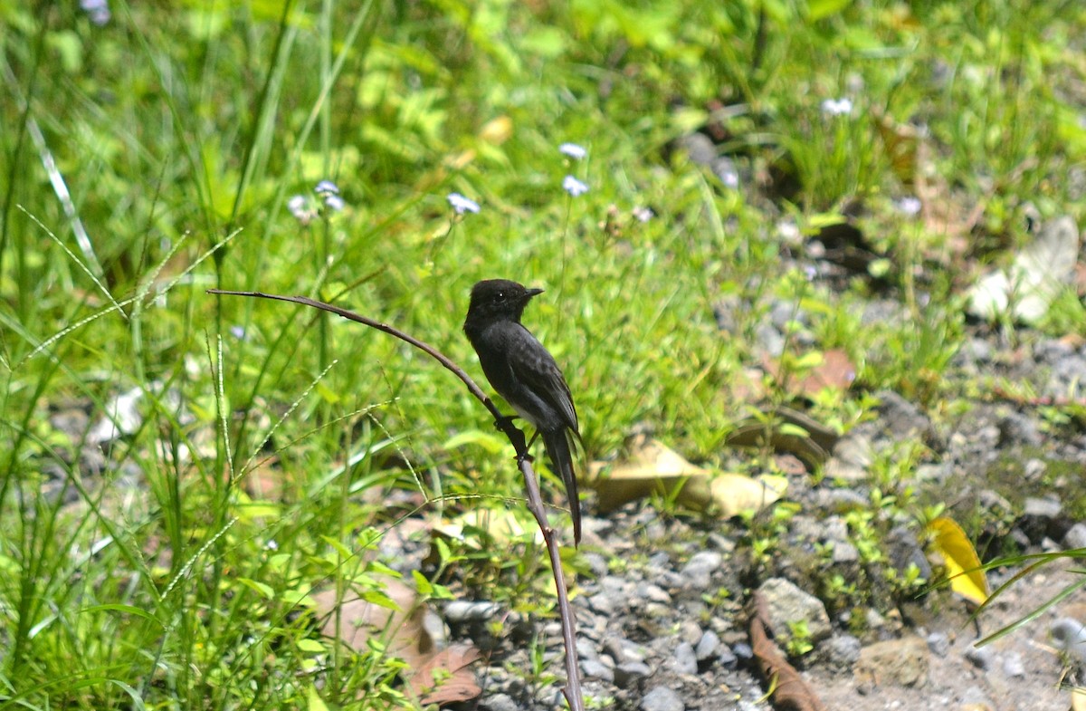 Black Phoebe - ML624124217