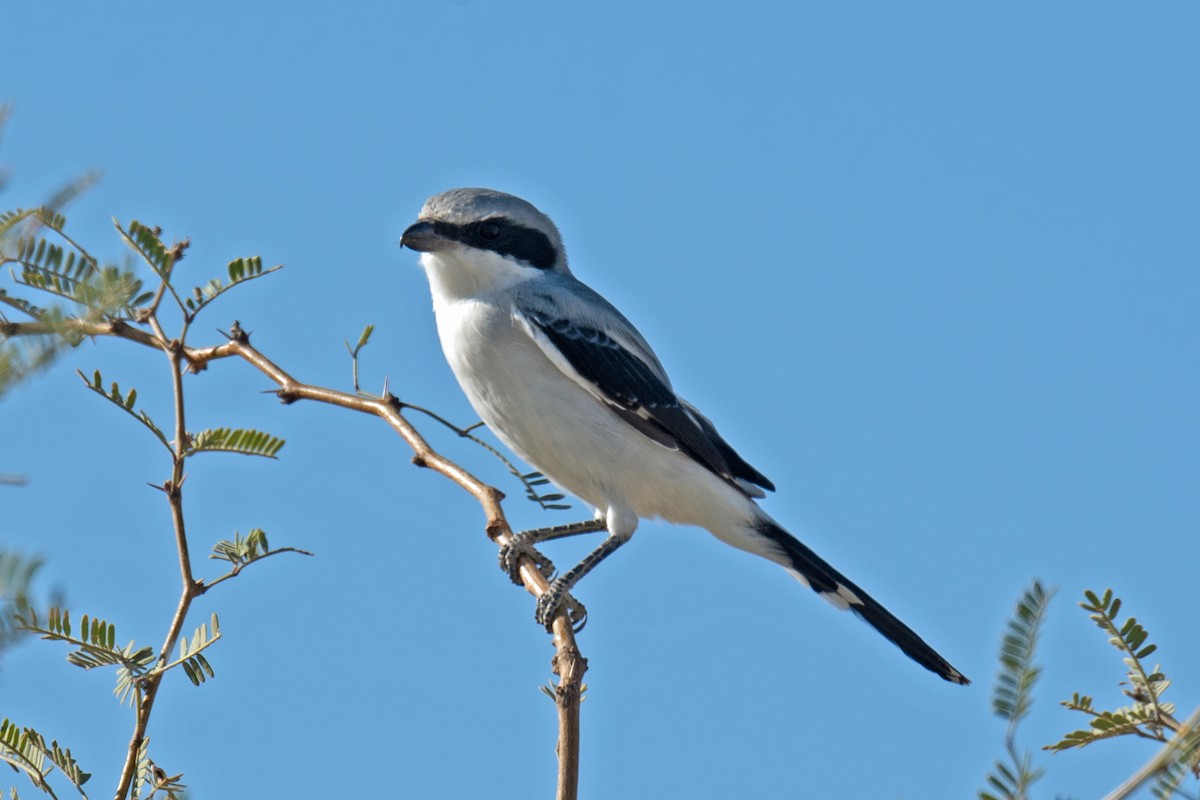 Loggerhead Shrike - Darryl Montgomery