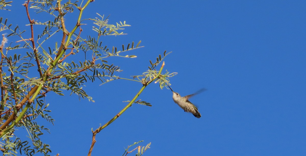 Costa's Hummingbird - ML624124260