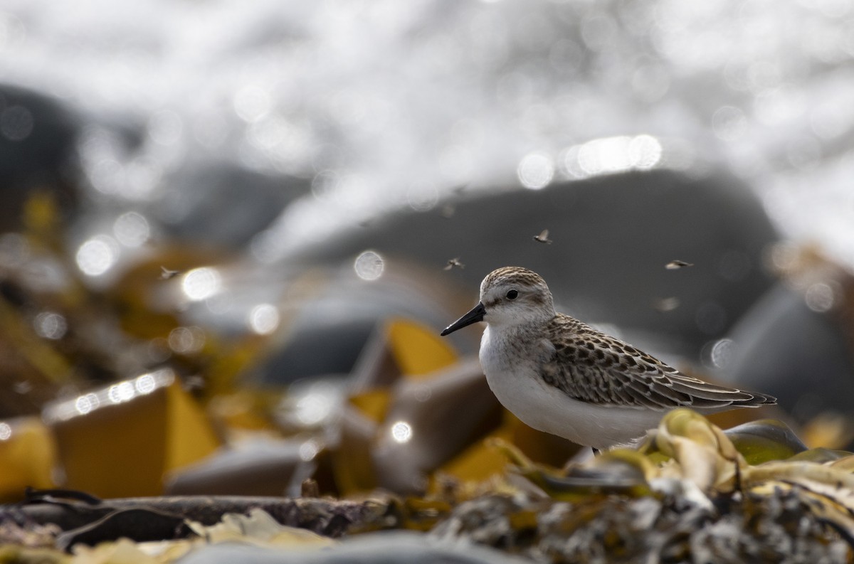 Semipalmated Sandpiper - ML624124262