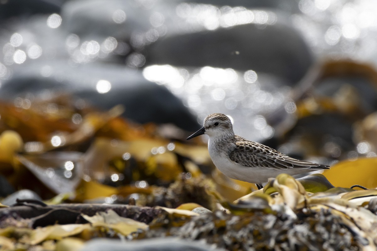 Semipalmated Sandpiper - ML624124263