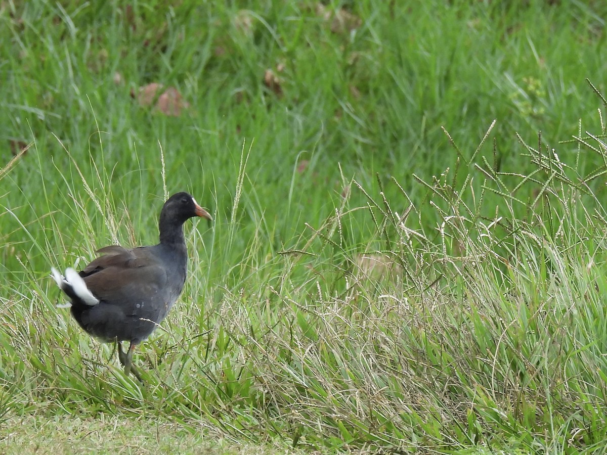 Common Gallinule - ML624124265