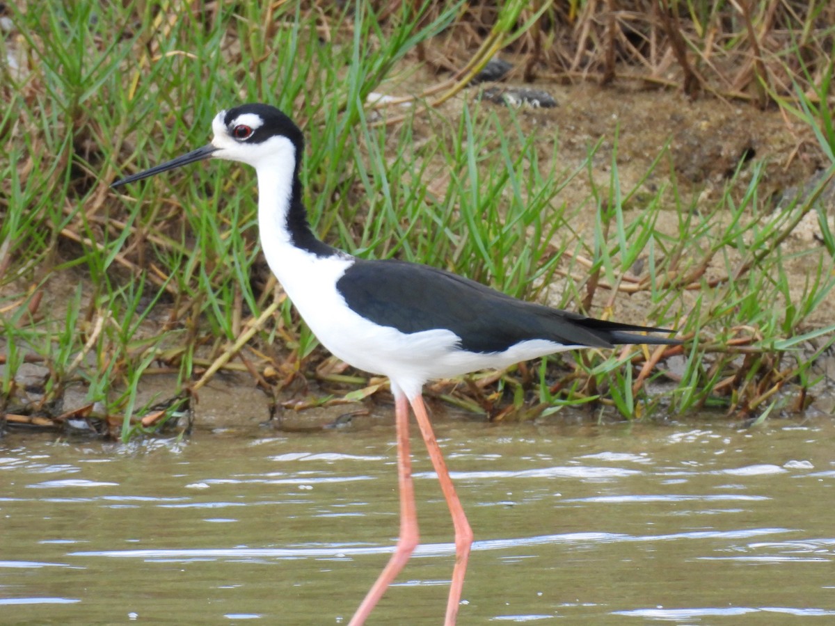 Black-necked Stilt - ML624124274