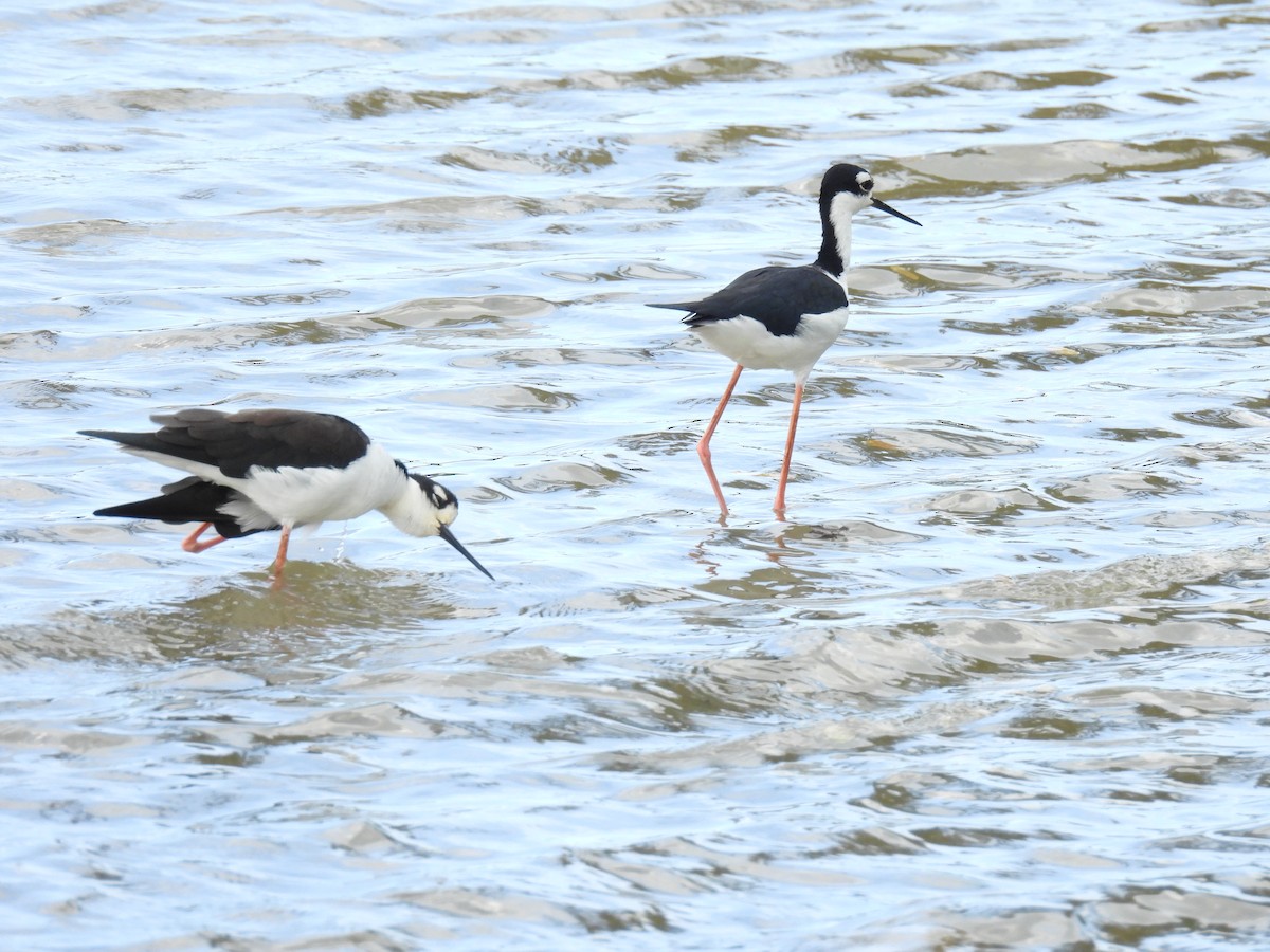 Black-necked Stilt - ML624124275