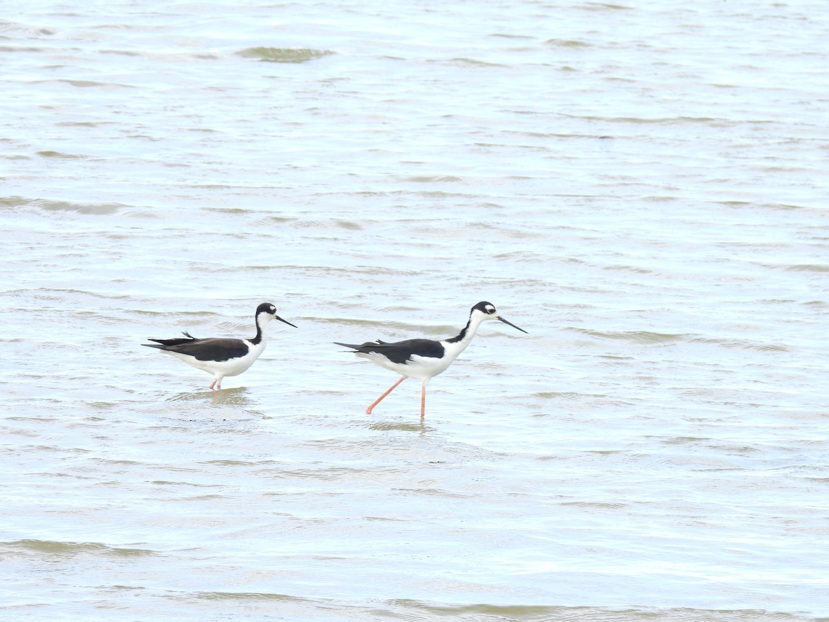 Black-necked Stilt - ML624124276